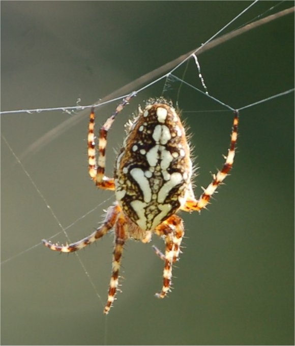 Araneus diadematus